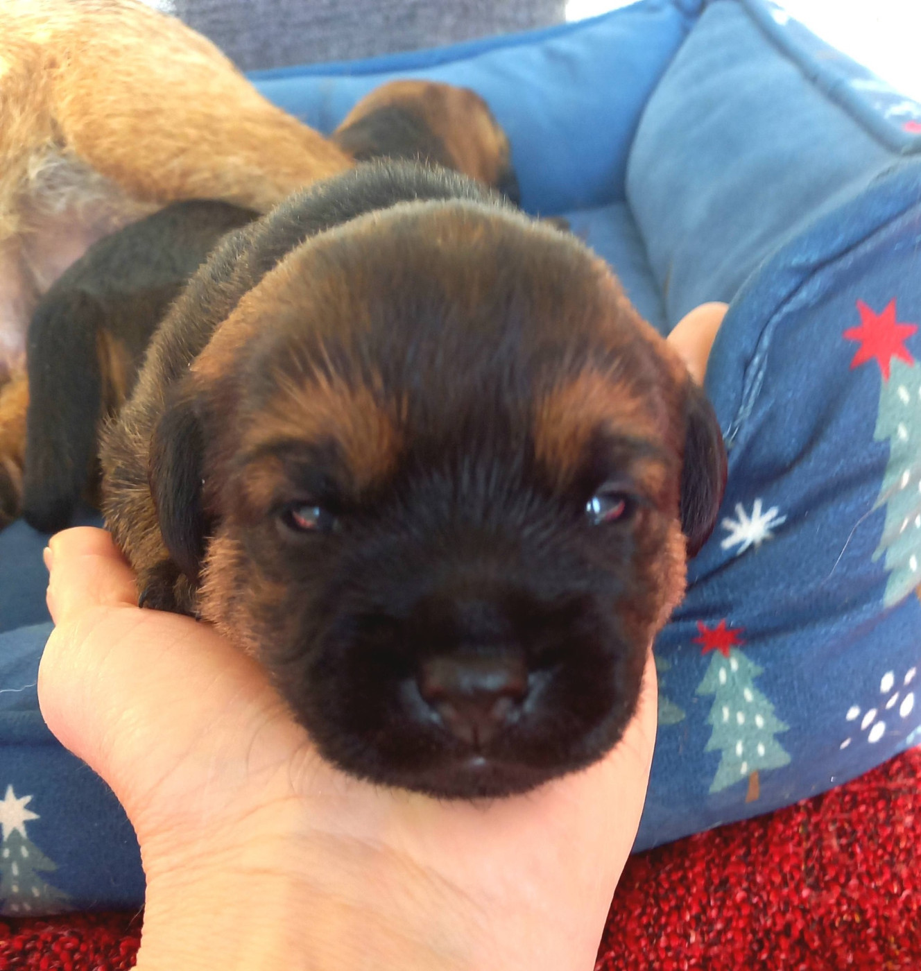 Des Loutres De Terre - Chiots disponibles - Border Terrier