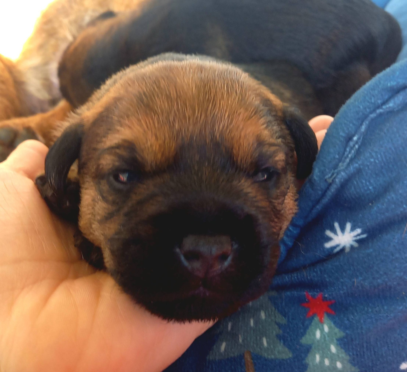 Des Loutres De Terre - Chiots disponibles - Border Terrier