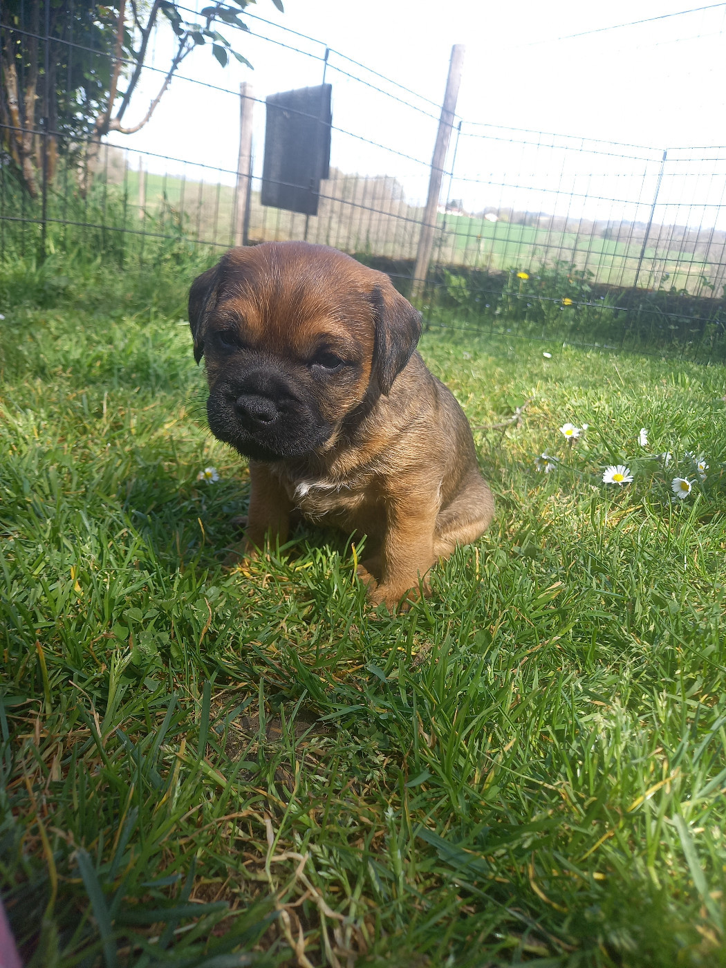 Des Loutres De Terre - Chiots disponibles - Border Terrier