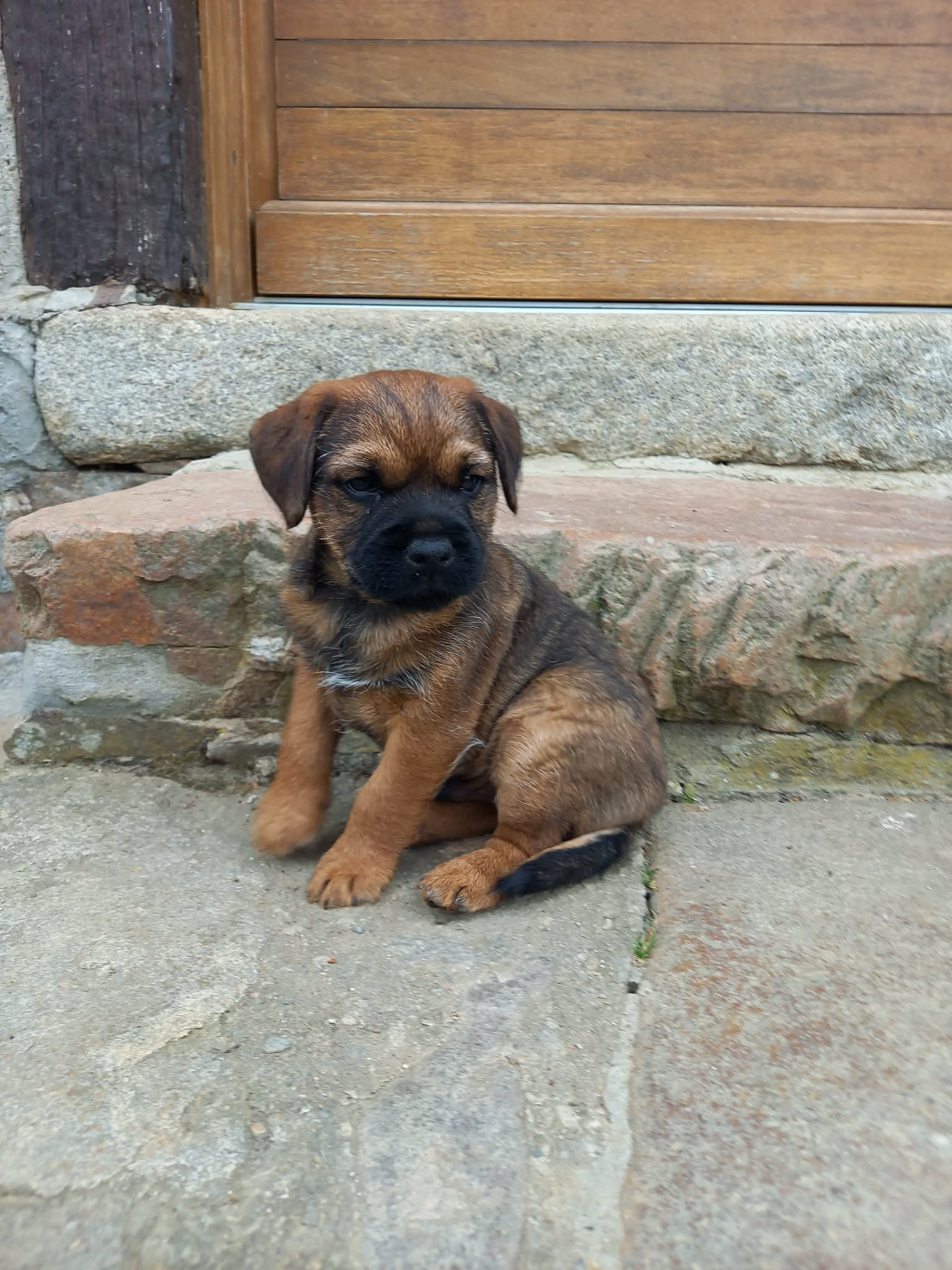 Des Loutres De Terre - Chiots disponibles - Border Terrier